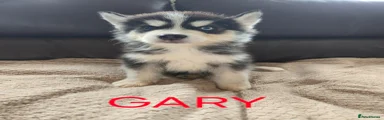 Gary
