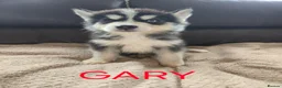Utonagan dogs for sale: BEAUTIFUL MALAMUTE X SIBERIAN HUSKY PUPPIES - Advert 5