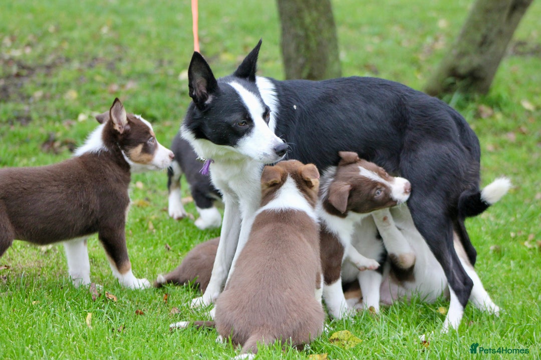 Border Collie dogs for sale: Border Collie Puppies  - Image 7