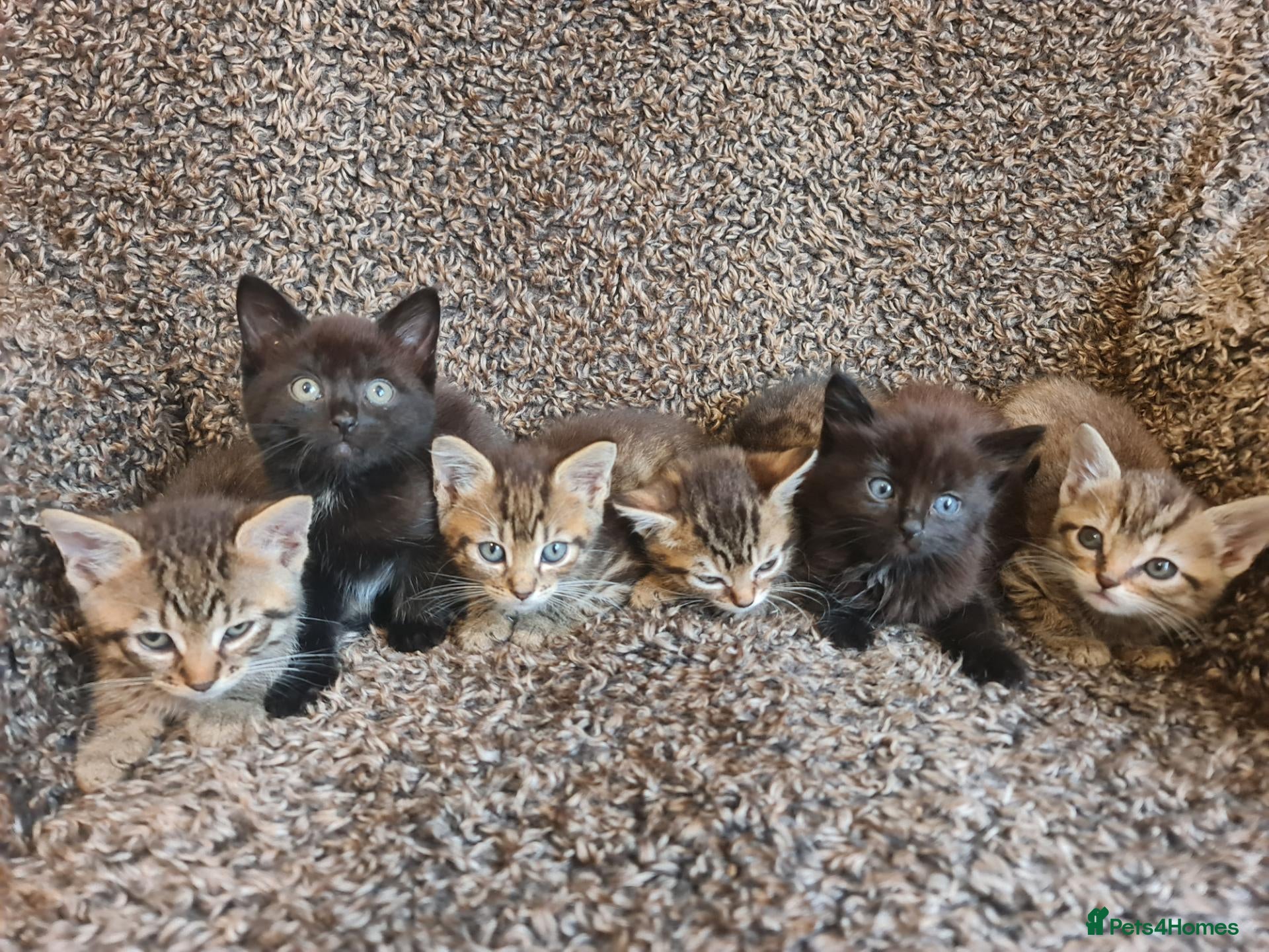 Mixed Breed cats Kittens for sale  - Advert 1