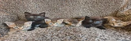 Mixed Breed cats for sale: Kittens for sale  - Advert 8