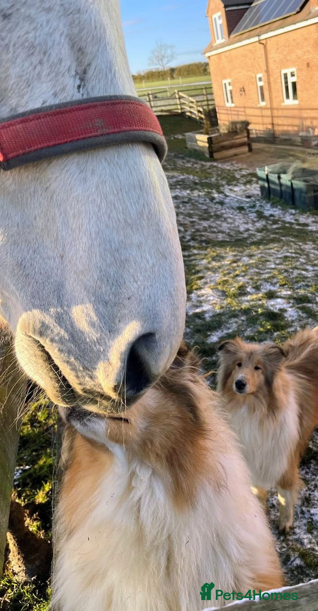 Rough Collie dogs for sale: CARRISTINA ROUGH COLLIES - Advert 5