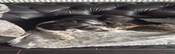 Mixed Breed dogs for sale: Rehome Needed - Advert 4