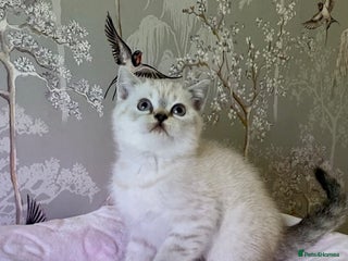 British Shorthair cats 🧸EXCEPTIONAL QUALITY PURE BREED BSH TEDDY BEARS🧸 - Advert 3