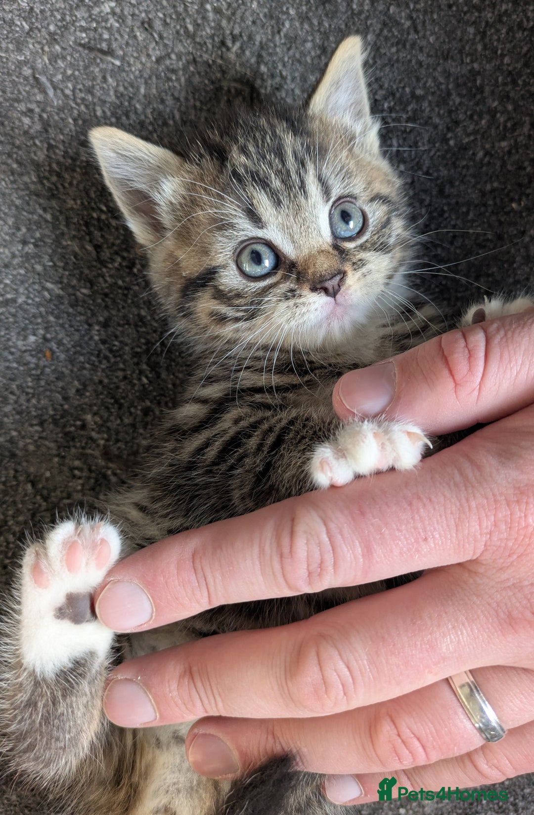 Mixed Breed cats for sale: Three Fluffy Tigers  - Image 5
