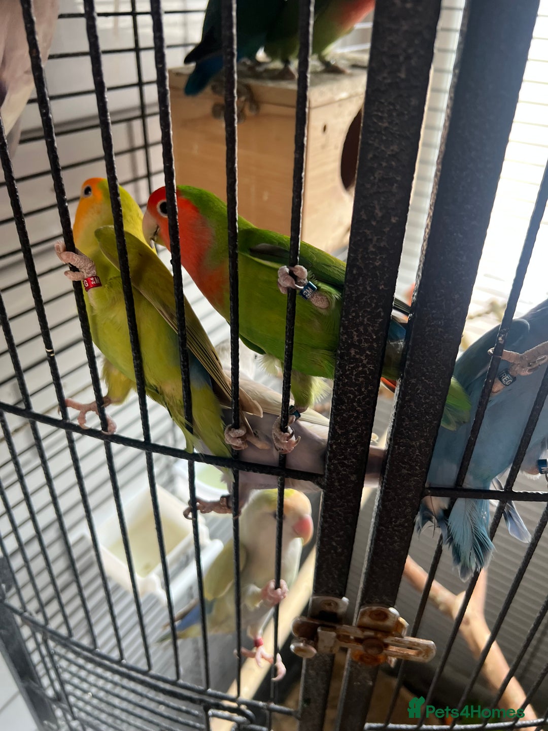 Lovebirds birds for sale: Beautiful lovebirds - Image 3
