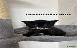 British Shorthair cats for sale: British shorthair black/2point - Image 7