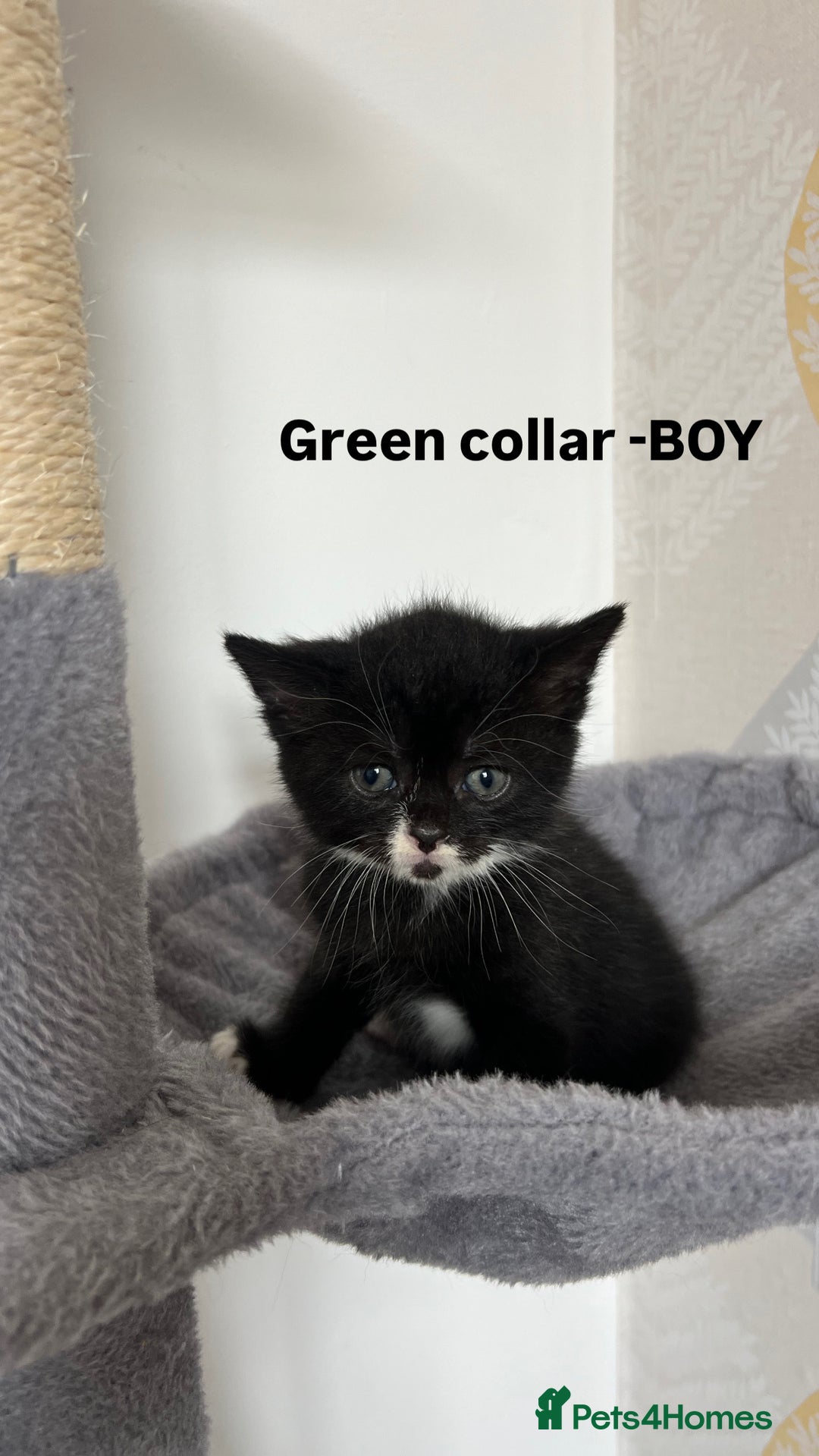 British Shorthair cats for sale: British shorthair black/2point - Image 7