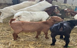 Goats livestock for sale: Boer cross Anglo Nubian  - Image 2