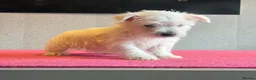 West Highland Terrier dogs for sale: West highland terrier  - Advert 9