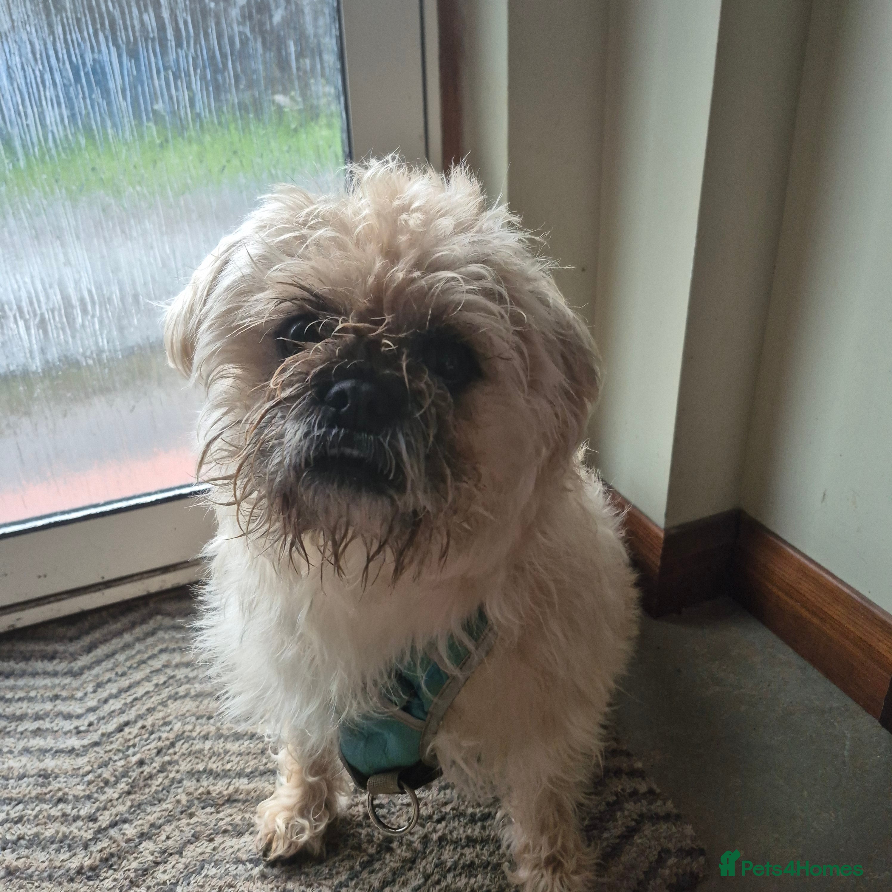 Mixed Breed dogs Oddball Pug Soulmate – Snorts, Snacks, Snuggles - Advert 2