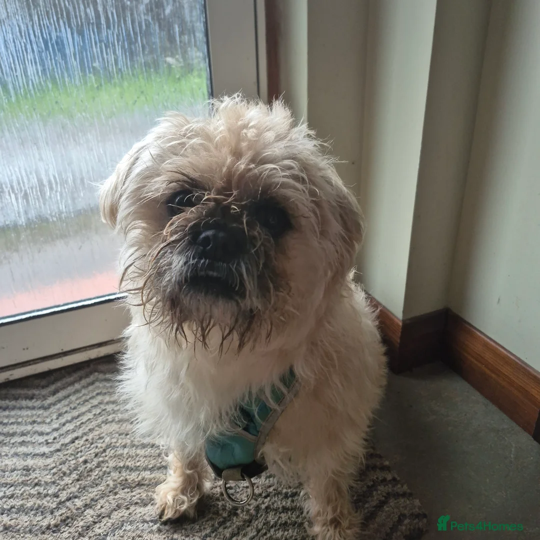 Mixed Breed dogs for sale: Oddball Pug Soulmate – Snorts, Snacks, Snuggles - Advert 1