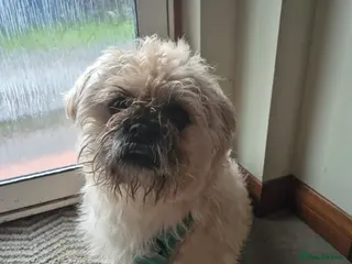 Mixed Breed dogs Oddball Pug Soulmate – Snorts, Snacks, Snuggles - Advert 3