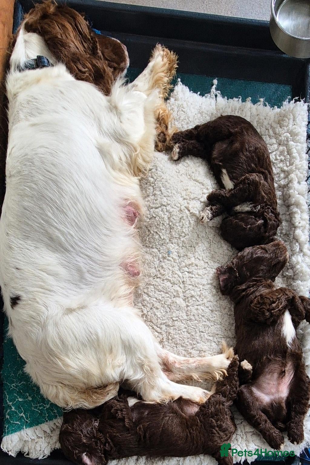 Sproodle dogs Gorgeous litter of Sproodle Pups  - Advert 2