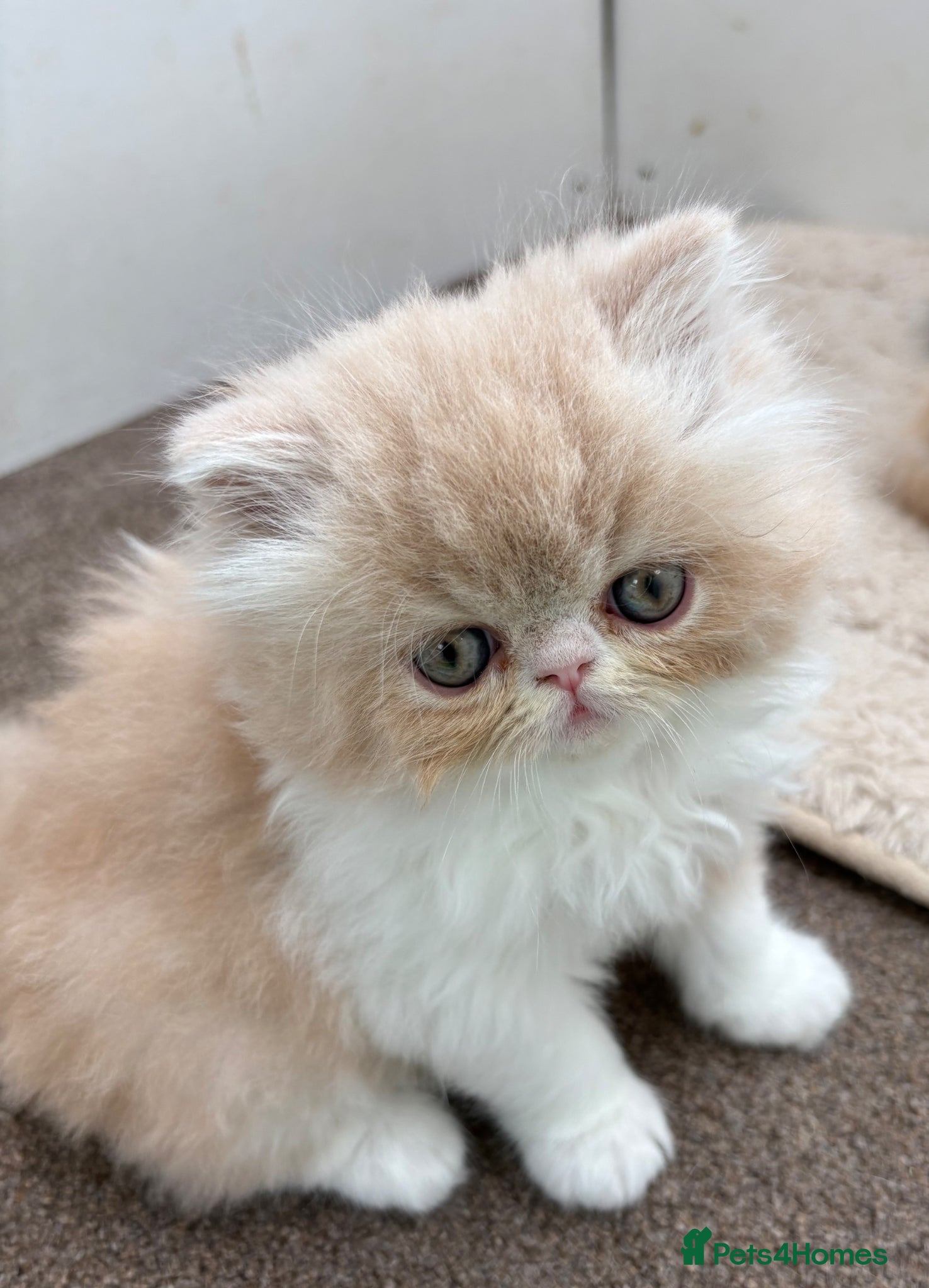 Exotic cats 4 Exotic Kittens  - Advert 6