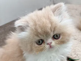 Exotic cats 4 Exotic Kittens - Advert 6