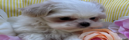 Maltipoo dogs for sale: Adorable Multipoo Puppies available - Advert 3