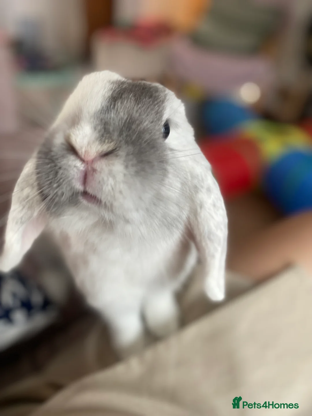 Mini Lop rabbits for sale: Adorable free roam indoor female rabbit - Advert 1