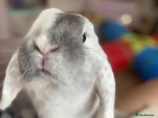 Mini Lop rabbits Adorable free roam indoor female rabbit - Advert 1