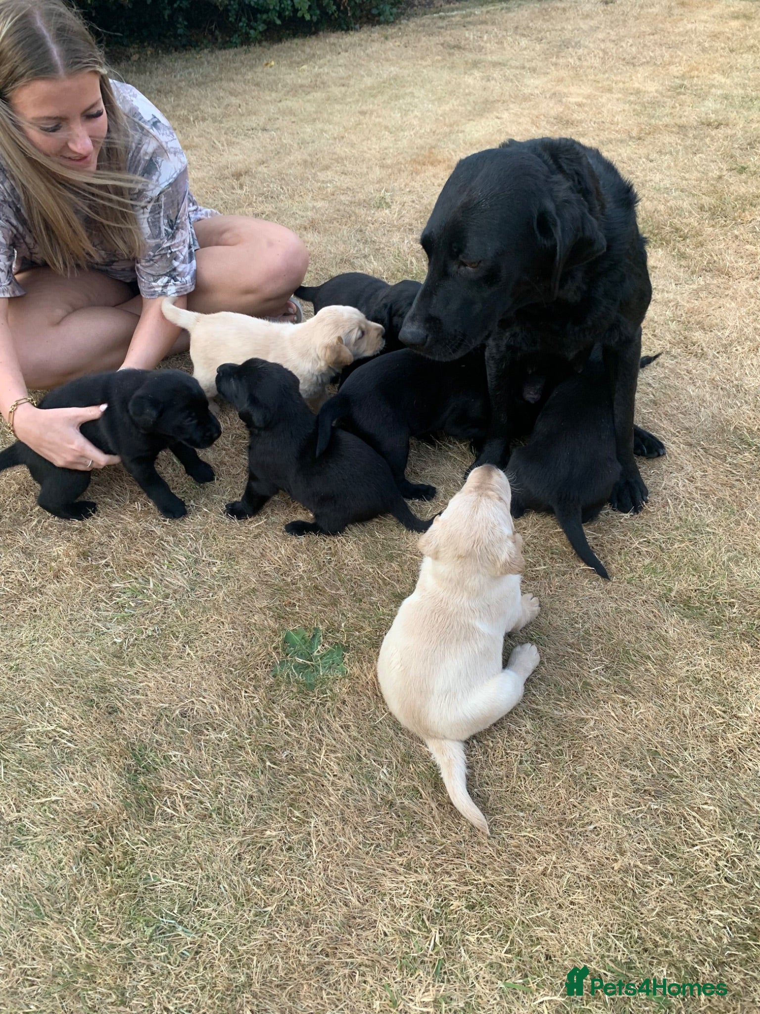 Labrador Retriever dogs KC reg Working Labrador puppies  - Advert 1