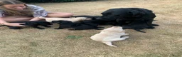 Labrador Retriever dogs for sale: KC reg Working Labrador puppies  - Advert 5