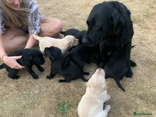 Labrador Retriever dogs KC reg Working Labrador puppies - Advert 1