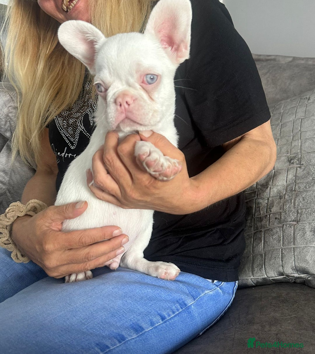 French Bulldog dogs for sale: French bull dog puppies - Image 4