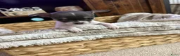 Chihuahua dogs for sale: Chihuahua puppies in Inverness - Advert 19