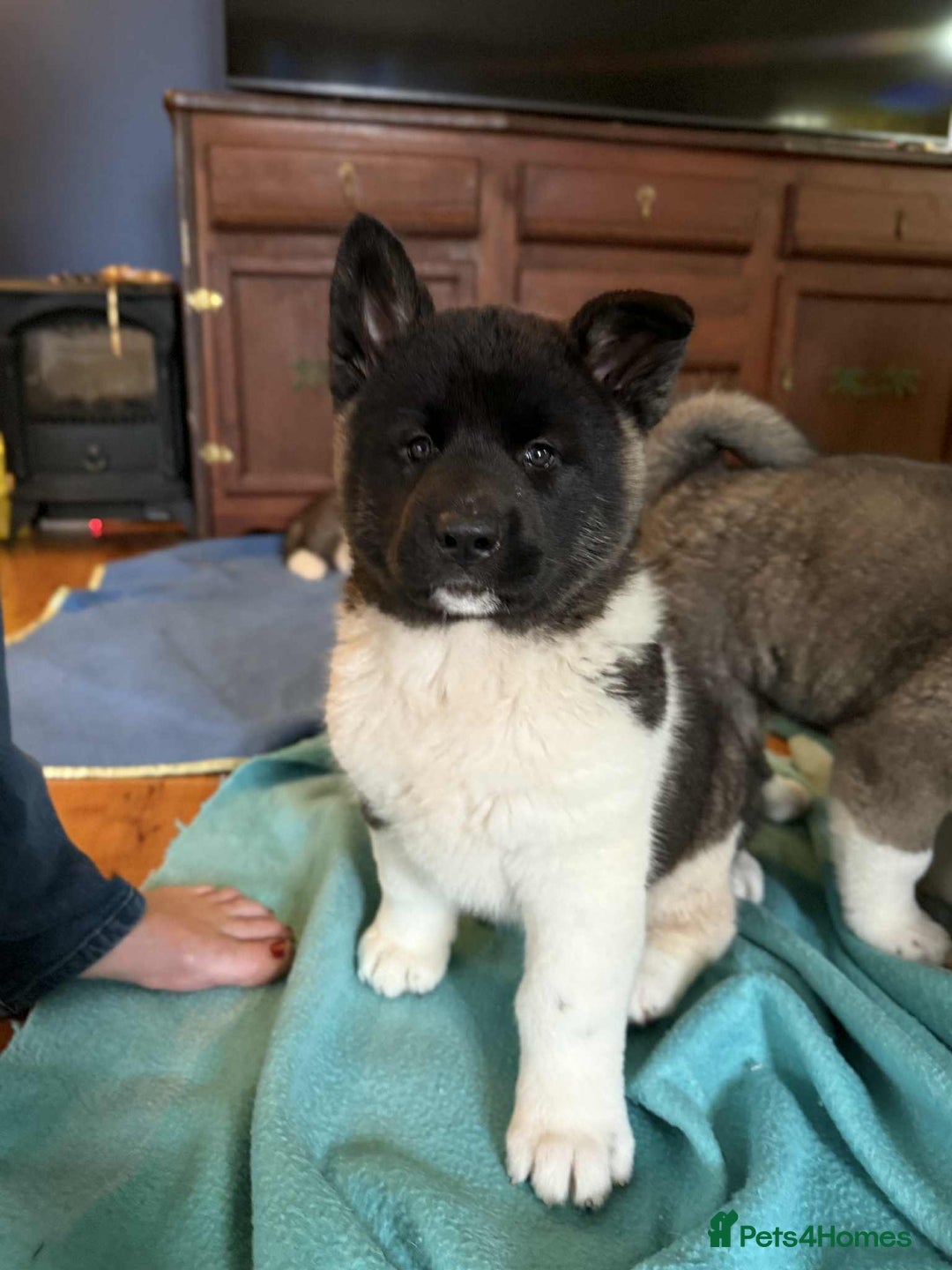 Akita dogs for sale: Adorable Pure-Bred Akita Puppies - Advert 3