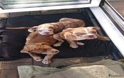 Old Tyme Bulldog dogs for sale: Bulldog pups 💜 1 GIRL LEFT REDUCED 💜   - Image 3