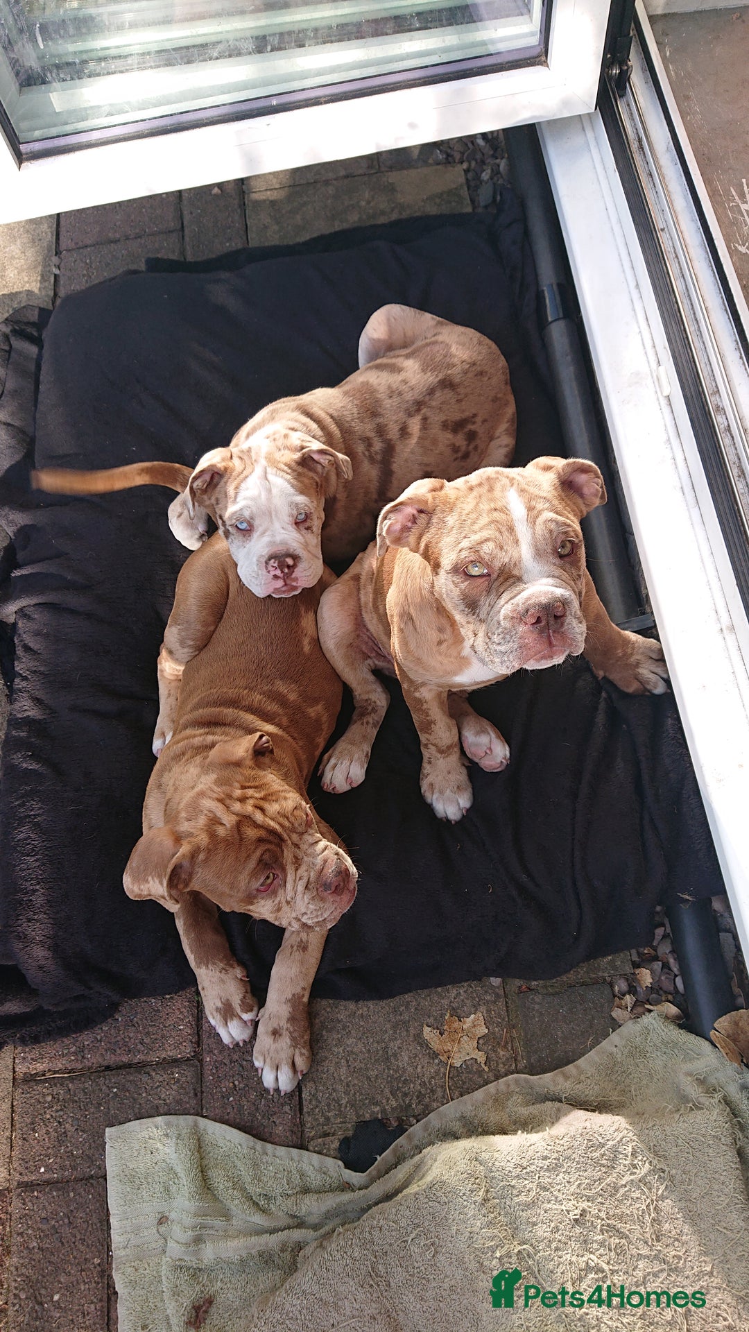 Old Tyme Bulldog dogs for sale: Bulldog pups 💜 1 GIRL LEFT REDUCED 💜   - Image 3