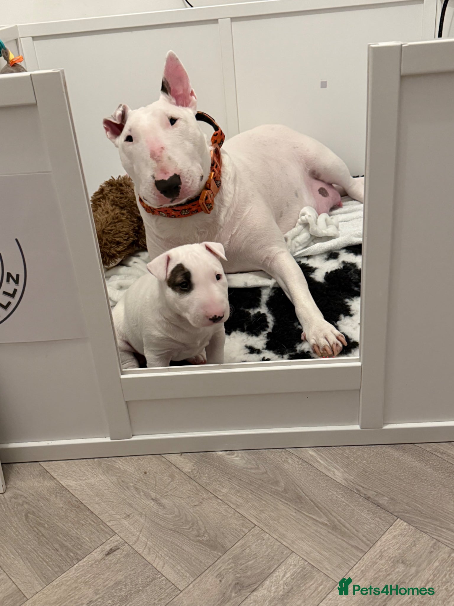 English Bull Terrier dogs Beautiful bull terrier available  - Advert 1