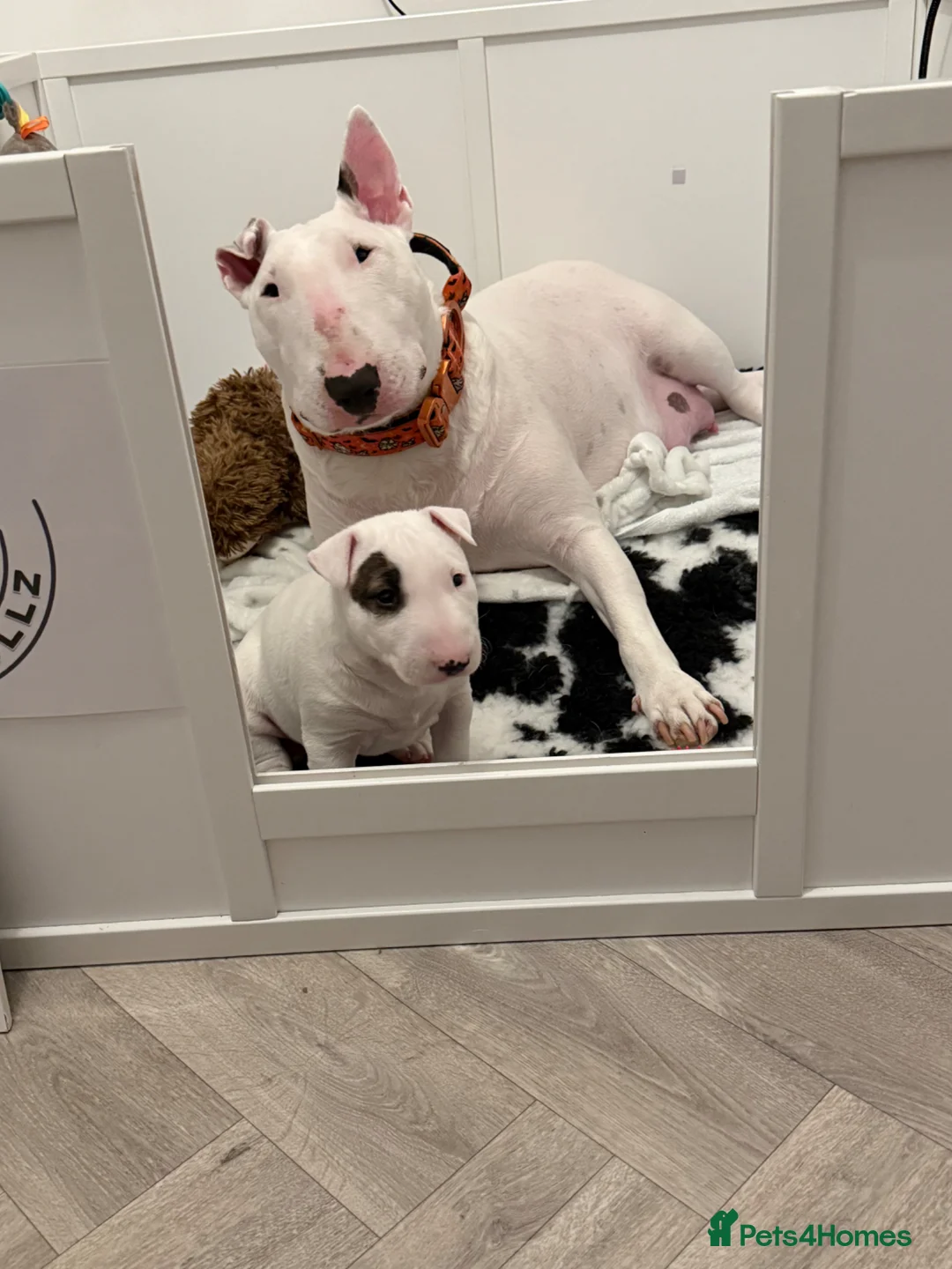 English Bull Terrier dogs for sale: Beautiful bull terrier available  - Advert 1