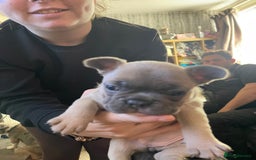 French Bulldog dogs for sale: French bulldog - Image 9