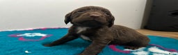 Sprocker dogs for sale: Sprocker spaniel puppies  - Advert 10