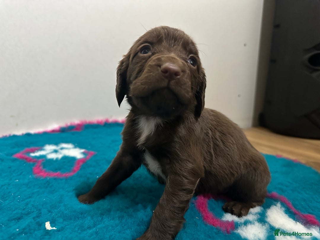 Sprocker dogs for sale: Sprocker spaniel puppies  - Advert 10