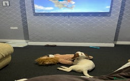 Cocker Spaniel dogs for sale: Hero the spaniel  - Image 5