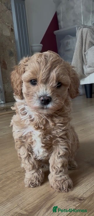Maltipoo dogs Beautiful F1 Maltipoo’s  - Advert 15
