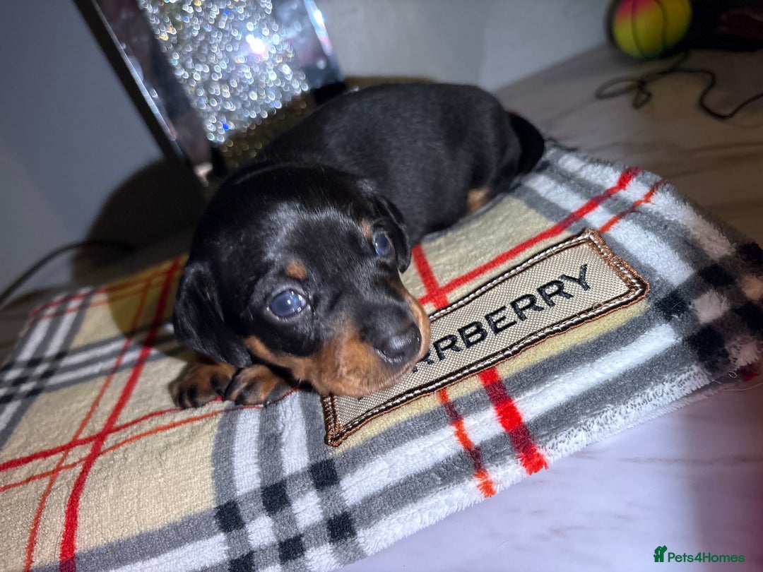 Miniature Dachshund dogs for sale: Gorgeous miniature dachshund puppy’s  - Advert 15