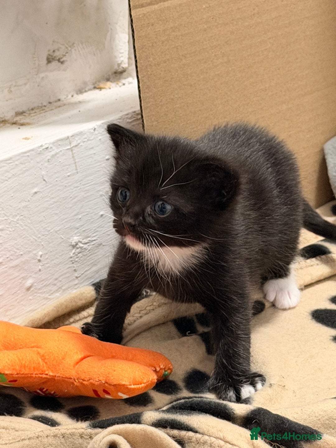 Domestic Shorthair cats for sale: 3 baby kittens ready for  **  eve - Advert 9