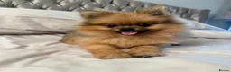 Pomeranian dogs for sale: Mr and miss  - Advert 5