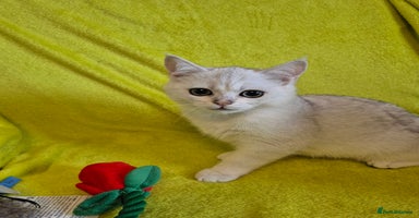 British Shorthair cats - Advert 1