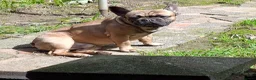 French Bulldog dogs for sale: Two male French Bulldogs, 2 years old. in Runcorn - Advert 5