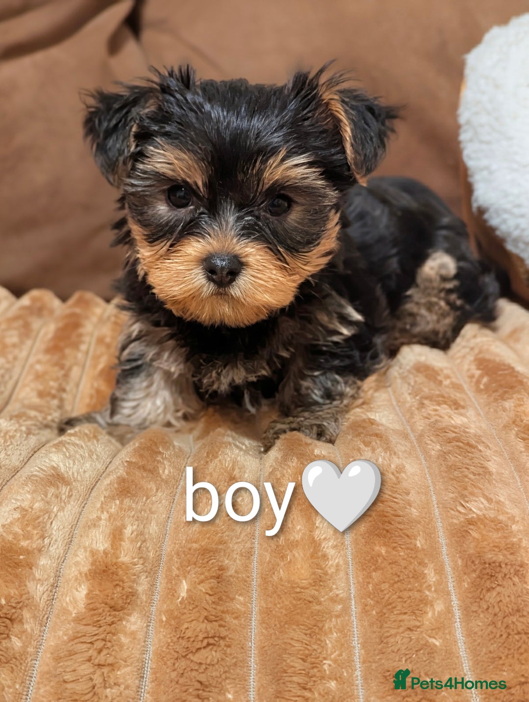 Yorkshire Terrier dogs for sale: Adorable Yorkshire terrier puppy available  - Advert 35