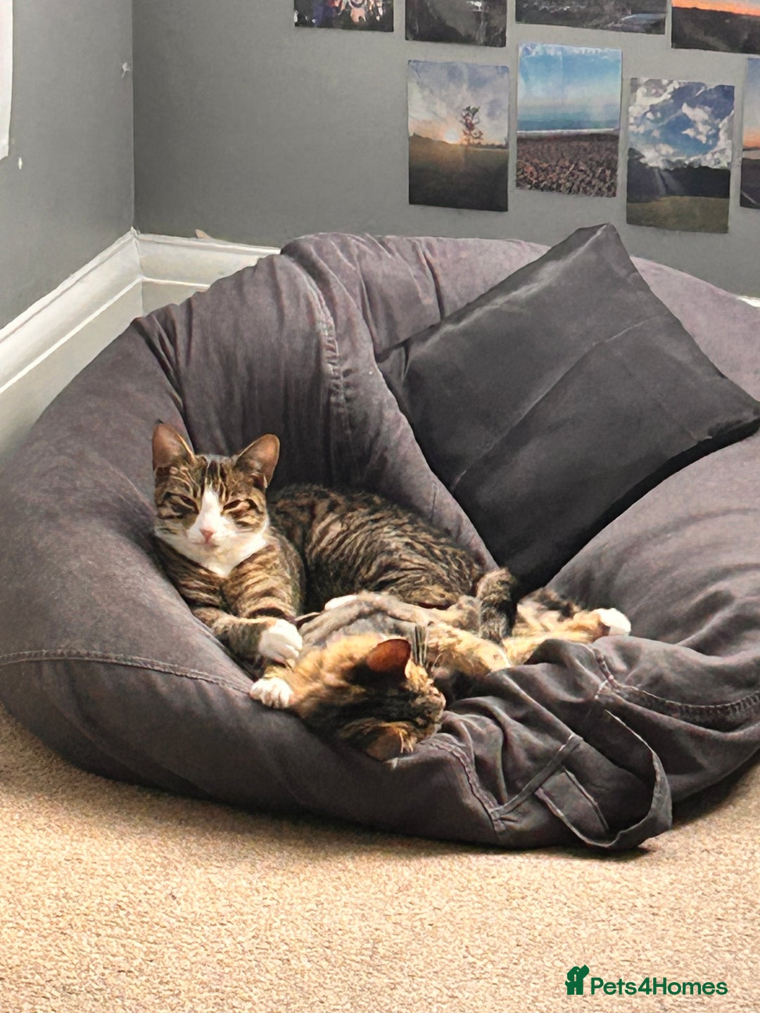 Mixed Breed cats for sale: Two 1 year old cats for sale  - Advert 7