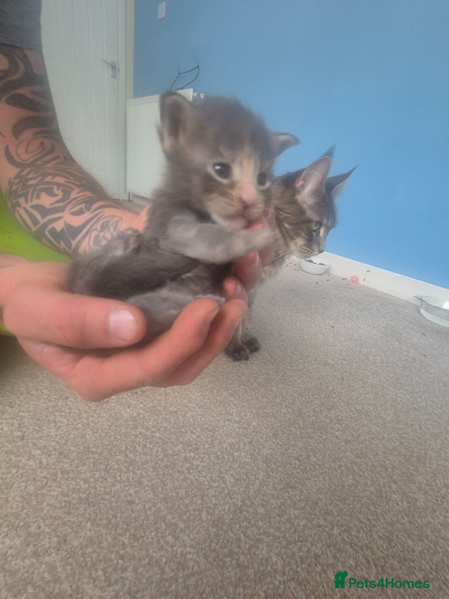 Maine Coon cats Stunning Maine Coons for sale must see 🥰 - Advert 1
