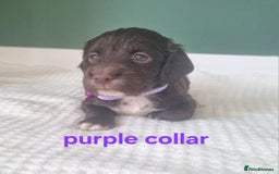 Cocker Spaniel dogs for sale: Beautiful cocker spaniel puppies - Image 23