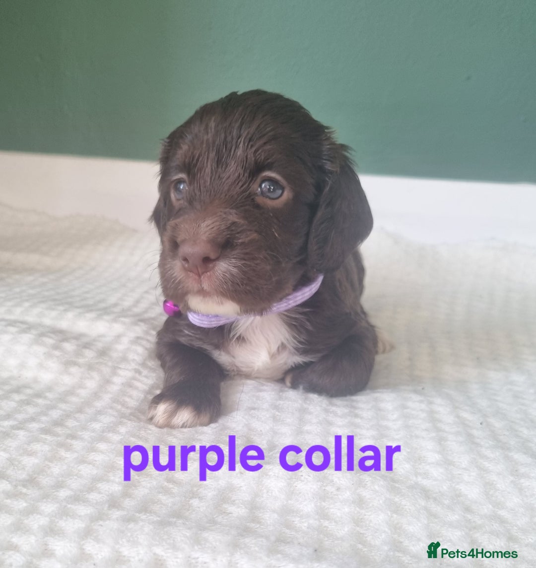 Cocker Spaniel dogs for sale: Beautiful cocker spaniel puppies - Image 23