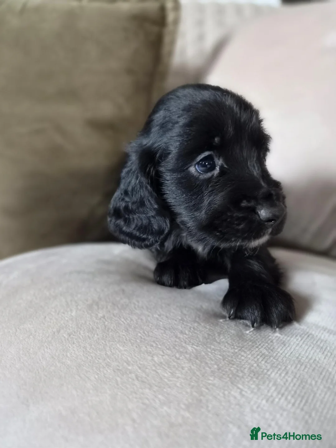 Sprocker dogs for sale: Sprocker Puppies - Advert 2