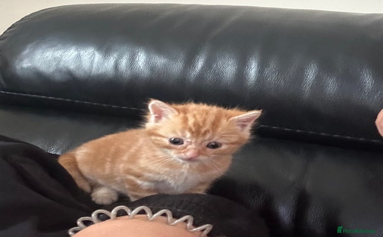 Mixed Breed cats - Advert 1
